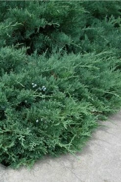 Blue Sargent Juniper - 6-Pack Of 1 Gallon Pots