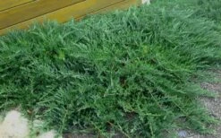 Blue Sargent Juniper - 1 Gallon Pot -Garden Supplies Sales 2024 Juniper Blue Sargent Rev 1