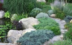 Blue Star Juniper - 1 Gallon Pot -Garden Supplies Sales 2024 Juniper Blue Star 14 1