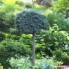 Blue Star Juniper Tree (Single Trunk Topiary) - 2 Gallon Pot -Garden Supplies Sales 2024 Juniper Blue Star Standard Topiary 1