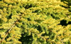 All Gold Golden Pacific Juniper - 6 Pack Of 1 Gallon Pots -Garden Supplies Sales 2024 Juniper Golden Pacific 10 2