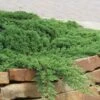 Green Mound Juniper - 1 Gallon Pot -Garden Supplies Sales 2024 Juniper Green Mound 10 2