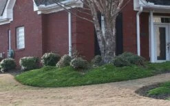 Green Mound Juniper - 6-Pack Of 1 Gallon Pots -Garden Supplies Sales 2024 Juniper Green Mound