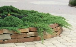 Green Mound Juniper - 1 Gallon Pot -Garden Supplies Sales 2024 Juniper Green Mound 4 2