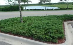 Parsons Juniper - Juniperus Davurica 'Parsonii' - 1 Gallon Pot -Garden Supplies Sales 2024 Juniper Parsons 5