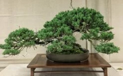 Parsons Juniper - Juniperus Davurica 'Parsonii' - 1 Gallon Pot -Garden Supplies Sales 2024 Juniper Parsons Bonsai