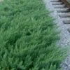 Parsons Juniper - Juniperus Davurica 'Parsonii' - 1 Gallon Pot 1 Parsons Juniper - Juniperus Davurica 'Parsonii' - 1 Gallon Pot -Garden Supplies Sales 2024 Juniper Parsons Rev 500x750 1