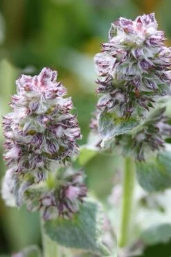 Silky Fleece Dwarf Lambs Ear (Stachys Byzantina) - 10 Pack Of Quarts Pots -Garden Supplies Sales 2024 Lambs Ear Silky Fleece 5