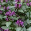 Beacon Silver Lamium - 5 Pack Of Pint Pots -Garden Supplies Sales 2024 Lamium Beacons Silver 1