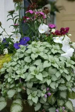 Beacon Silver Lamium - 5 Pack Of Pint Pots -Garden Supplies Sales 2024 Lamium Beacons Silver 2