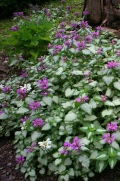Beacon Silver Lamium - 5 Pack Of Pint Pots -Garden Supplies Sales 2024 Lamium Beacons Silver 3
