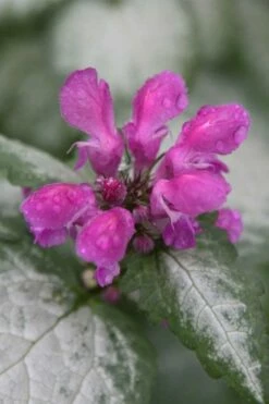 Beacon Silver Lamium - 5 Pack Of Pint Pots -Garden Supplies Sales 2024 Lamium Beacons Silver 4