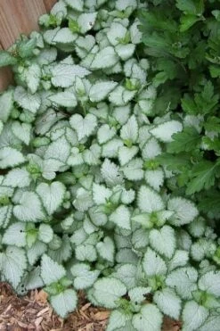 White Nancy Lamium - 5 Pack Of Pint Pots -Garden Supplies Sales 2024 Lamium White Nancy 3