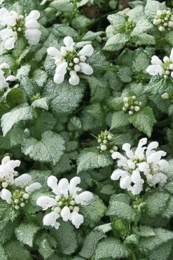 White Nancy Lamium - 5 Pack Of Pint Pots -Garden Supplies Sales 2024 Lamium White Nancy 4