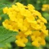 New Gold Hardy Lantana - 5 Pack Of Pint Pots -Garden Supplies Sales 2024 Lantana New Gold 13