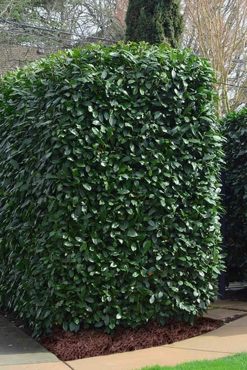 Schip Laurel (Prunus laurocersasus 'Schipkaensis') - 1 Gallon Pot Schip Laurel (Prunus Laurocersasus 'Schipkaensis') - 1 Gallon Pot -Garden Supplies Sales 2024 Laurel Schip 2 1