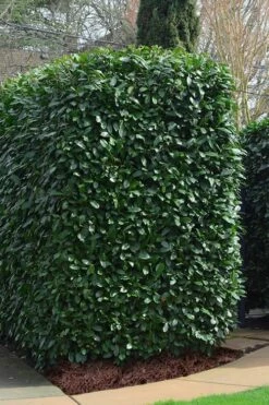 Schip Laurel (Prunus Laurocersasus 'Schipkaensis') - 5 Gallon Pot -Garden Supplies Sales 2024 Laurel Schip 2 2