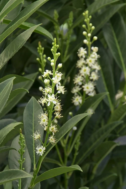 Schip Laurel (Prunus laurocersasus 'Schipkaensis') - 1 Gallon Pot Schip Laurel (Prunus Laurocersasus 'Schipkaensis') - 1 Gallon Pot -Garden Supplies Sales 2024 Laurel Schip 3 1