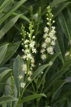 Schip Laurel (Prunus Laurocersasus 'Schipkaensis') - 6 Pack Of 1 Gallon Pots -Garden Supplies Sales 2024 Laurel Schip 3