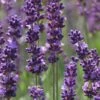 Phenomenal Lavender - 10" Patio Pot -Garden Supplies Sales 2024 Lavender Phenomenal 10