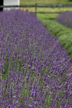 Phenomenal Lavender - 10" Patio Pot -Garden Supplies Sales 2024 Lavender Phenomenal 11