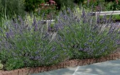 Phenomenal Lavender - 10" Patio Pot -Garden Supplies Sales 2024 Lavender Phenomenal 13