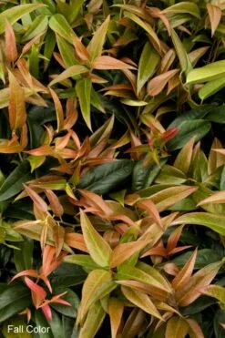 Scarletta Fetterbush - Leucothoe Fontanesiana 'Zeblid' - 3 Gallon Pot -Garden Supplies Sales 2024 Leucothoe Scarletta 2