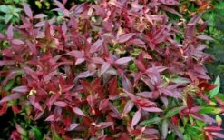 Scarletta Fetterbush - Leucothoe Fontanesiana 'Zeblid' - 3 Gallon Pot -Garden Supplies Sales 2024 Leucothoe Scarletta 5