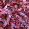 Scarletta Fetterbush - Leucothoe Fontanesiana 'Zeblid' - 3 Gallon Pot -Garden Supplies Sales 2024 Leucothoe Scarletta 7