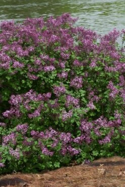 Bloomerang Dark Purple Lilac - 5 Pack Of Quart Pots -Garden Supplies Sales 2024 Lilac Bloomerang Dark Purple 11