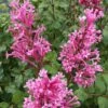 Bloomerang Dwarf Pink Lilac - 3 Gallon Pot -Garden Supplies Sales 2024 Lilac Bloomerang Dwarf Pink 1