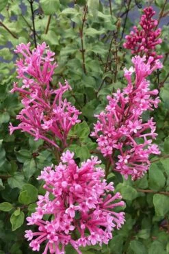 Bloomerang Dwarf Pink Lilac - 3 Gallon Pot