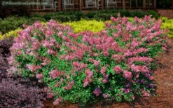 Bloomerang Dwarf Pink Lilac - 5 Pack Of Quart Pots -Garden Supplies Sales 2024 Lilac Bloomerang Dwarf Pink 2 1