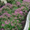 Bloomerang Dwarf Purple Lilac - 2 Gallon Pot 2 Bloomerang Dwarf Purple Lilac - 2 Gallon Pot -Garden Supplies Sales 2024 Lilac Bloomerang Dwarf Purple 1