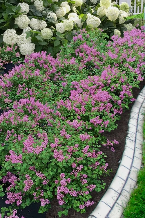Bloomerang Dwarf Purple Lilac - 2 Gallon Pot Bloomerang Dwarf Purple Lilac - 2 Gallon Pot -Garden Supplies Sales 2024 Lilac Bloomerang Dwarf Purple 1