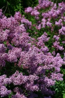Bloomerang Dwarf Purple Lilac - 2 Gallon Pot 5 Bloomerang Dwarf Purple Lilac - 2 Gallon Pot -Garden Supplies Sales 2024 Lilac Bloomerang Dwarf Purple 2