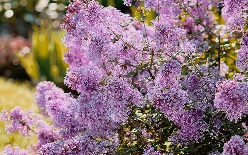 Bloomerang Dwarf Purple Lilac - 2 Gallon Pot Bloomerang Dwarf Purple Lilac - 2 Gallon Pot -Garden Supplies Sales 2024 Lilac Bloomerang Dwarf Purple 3