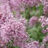 Bloomerang Pink Perfume Lilac - 3 Gallon Pot -Garden Supplies Sales 2024 Lilac Bloomerang Pink Perfume 500x750 1