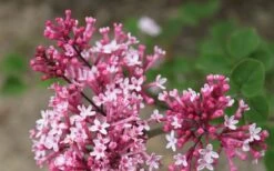 Bloomerang Pink Perfume Lilac - 3 Gallon Pot -Garden Supplies Sales 2024 Lilac Bloomerang Pink Perfume Flowers 2