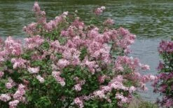 Bloomerang Pink Perfume Lilac - 3 Gallon Pot -Garden Supplies Sales 2024 Lilac Bloomerang Pink Perfume Shrub