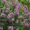 Bloomerang Purple Lilac - 2 Gallon Pot -Garden Supplies Sales 2024 Lilac Bloomerang Purple 11