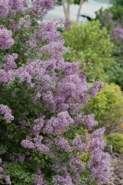 Bloomerang Purple Lilac - 2 Gallon Pot -Garden Supplies Sales 2024 Lilac Bloomerang Purple 12