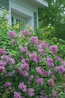 Bloomerang Purple Lilac - 2 Gallon Pot -Garden Supplies Sales 2024 Lilac Bloomerang Purple 14