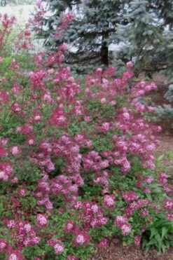 Red Pixie Lilac - Syringa Hybrid - 1 Gallon Pot -Garden Supplies Sales 2024 Lilac Red Pixie 1