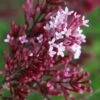 Red Pixie Lilac - Syringa Hybrid - 3 Gallon Pot -Garden Supplies Sales 2024 Lilac Red Pixie Flower Closeup 1