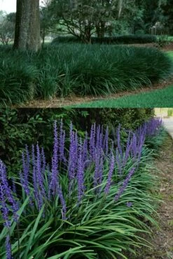 Big Blue Lilyturf - Liriope Muscari - 18 Count Flat Of Pint Pots -Garden Supplies Sales 2024 Liriope Big Blue 13 1