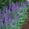 Big Blue Liriope (Lilyturf) - 36 Pack Of 3.5" Pint Pots -Garden Supplies Sales 2024 Liriope Big Blue 14