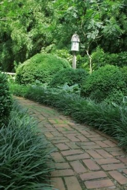 Emerald Goddess Liriope (Lilyturf) - 6-Pack Of 1 Gallon Pots -Garden Supplies Sales 2024 Liriope Emerald Goddess 2