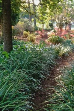 Emerald Goddess Liriope (Lilyturf) - 6-Pack Of 1 Gallon Pots -Garden Supplies Sales 2024 Liriope Emerald Goddess 500x750 1