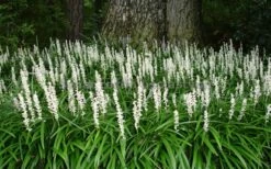 Monroe's White Liriope (Lilyturf) - 1 Gallon Pot -Garden Supplies Sales 2024 Liriope Monroe White Landscape